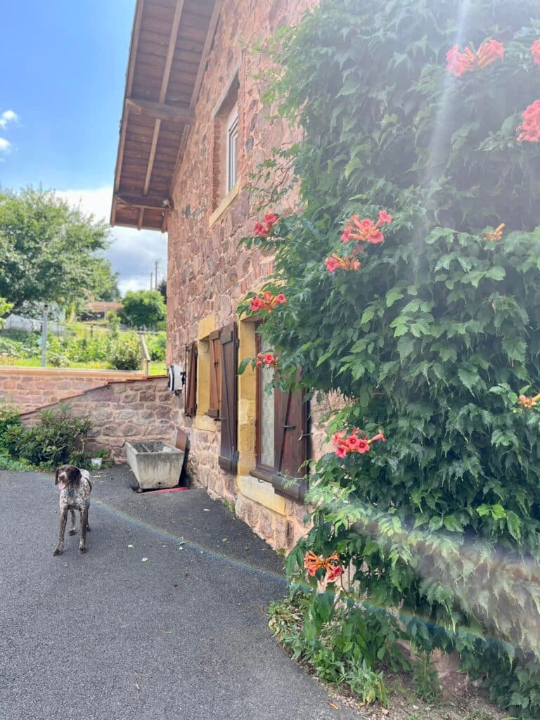 Chien de chasse devant maison en pierre et fleurs de bignone. Braque allemand tachetée sur l'asphalte près d'une maison en pierre couverte de bignone orange. Soleil et arc-en-ciel.